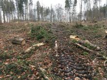 Kahlschlag im Wald bei Laufenselden