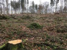 Kahlschlag im Wald bei Laufenselden