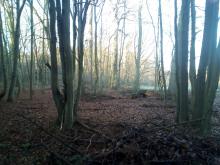 kahler Wald Alt Bukow