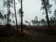 Kahlschlag Nadelholz bei Suhlendorf