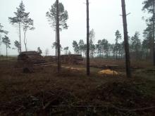 Kahlschlag Nadelholz bei Suhlendorf