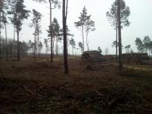 Kahlschlag Nadelholz bei Suhlendorf