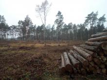 Kahlschlag Nadelholz bei Suhlendorf