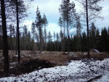 Holzeinschlag, nur einzelne Bäume stehen noch