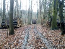 gefällte Buchen bei Bad Doberan