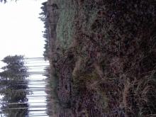 Arlitzwald Kahlschlag entlang des Weges