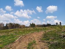 Kahlschlag bei Kastel