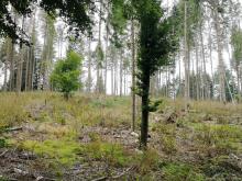 Die Gier des schnellen Euro