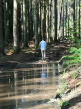 Waldschäden um tote Fichten zu ernten