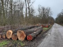 bereits verkaufte Stämme entlang der Plankenlinie