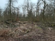 Fast alle großen Bäume sind weg