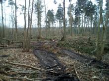 Rückegasse quer durch den Sadtwaldrest