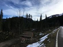 Rossfeldstrasse mit Blick auf Rodungsfläche