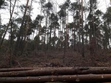 Buchenunterwuchs niedergemacht