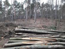 Bucheneischlag, extreme Auflichtung