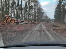 Massiver Bucheneinschlag