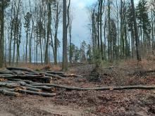 Buchenunterholz wurde zerstört