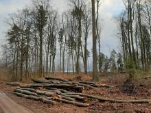 Kein Schatten mehr, Kronendach ist verschwunden!