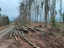 Ein trostloser Anblick. Schöner Pfälzer Wald???