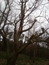 Waldrandschnitt Eiche