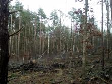 Kellerswald Bad Doberan