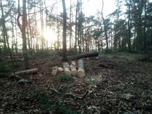 Blick durch den ausgedünnten Wald zum Waldrand hin