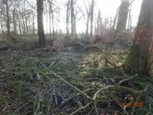 Raubbau und Zerstörung