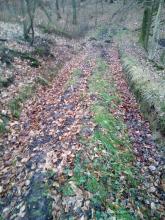Waldweg nach Harvesterbefahrung in der Kühlung