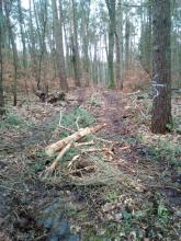 Rückegasse im Questiner Forst