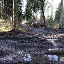 Vorige_Abholzung_lagerung