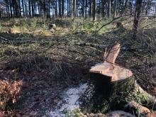 Buche_frisch_gefaellt