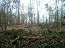 Spur des Harvesters durch die Roggower Tannen