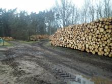 Holzausbeute nach Kahlschlag bei Roggow am Salzhaff