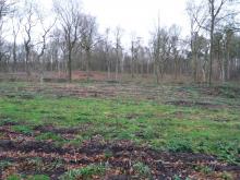 Kahlschlag und Windbruchgefahr für alleinstehende Bäume