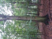 ältere Bäume sollen gefällt werden