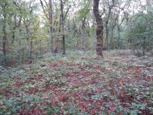 starke Durchlichtung des Waldes, Austrocknungsgefahr