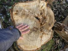 vorwiegend größere Bäume werden gefaällt; das Totholz fast vollständig entfernt. Offiziell heißt das &quot;Waldumbau&quot;