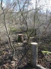 der einst vollständig bewaldete Kienberg ist eine Großdeponie