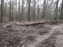 aufgerussener Waldweg 1