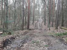 aufgerissener Waldweg 2