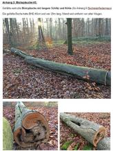 Biotopbuche #2 mit langem Schlitz und Höhle. BHD 45cm und war 29m lang. Stand weit entfernt von allen Wegen.