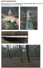 Biotopbuche #3 mit Schlitz und tiefer Höhle