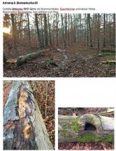 Biotopbuche #5 BHD 62cm mit Stammschäden, Spechtlöcher und kleiner Höhle. Stand neben Rückegasse, weit entfernt vom Weg.