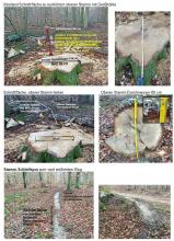 Heldbockeiche mit Stumpf und oberem Stammteil sowie Transsport-Schleifspur vom unteren Stamm
