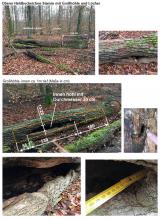 Heldbockeiche mit Großhöhle