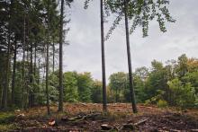 Kahlschlag-NSG-Saarschleife