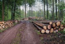 Holzernte-NSG-Saarschleife