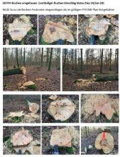 Bild4 Gefällte Buchen