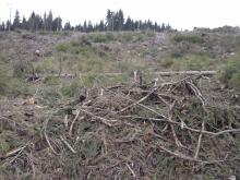 gerodetes Waldstück