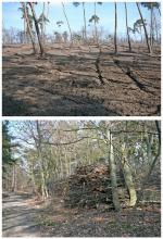 Hessen Staatswald Waldumbau für Kiefernplantage mit Douglasien